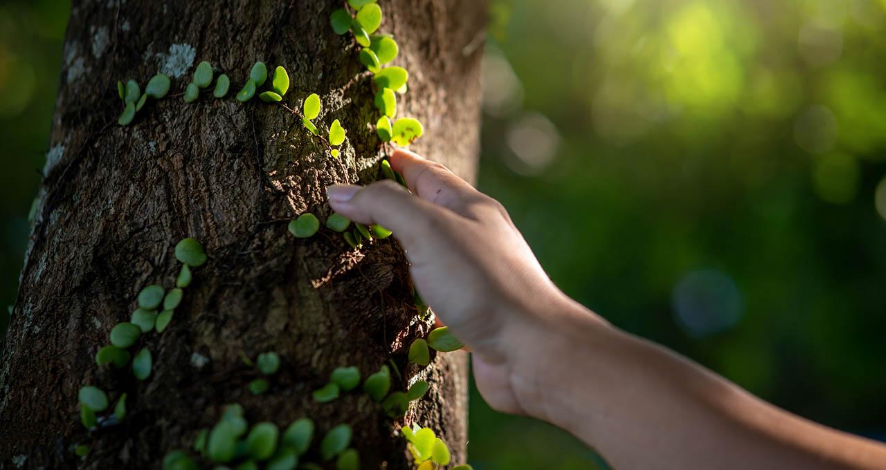 Curso Neurociencia y Cognición: Entender la mente a través del cuerpo - Online Curso Neurociencia y Cognición: Entender la mente a través del cuerpo - Online